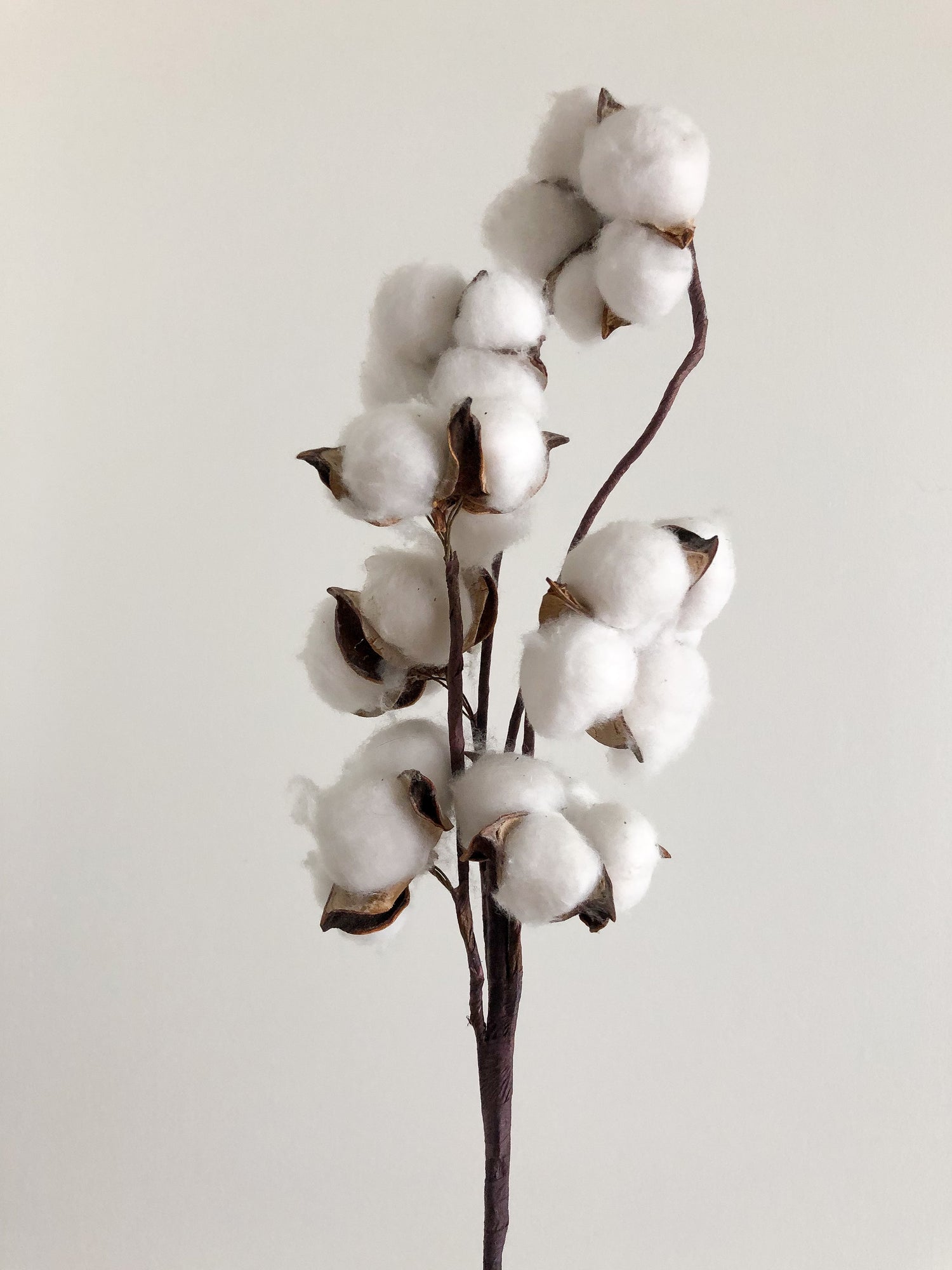 Parfum Fleur de coton Lua Bougie