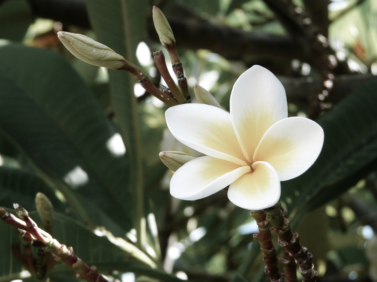 Parfum Monoï Lua Bougie